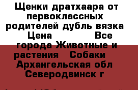 Щенки дратхаара от первоклассных  родителей(дубль вязка) › Цена ­ 22 000 - Все города Животные и растения » Собаки   . Архангельская обл.,Северодвинск г.